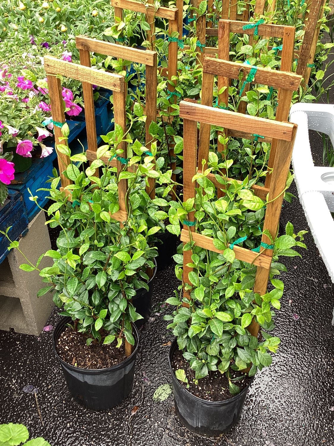 3GAL Jasmine Confederate Trellis