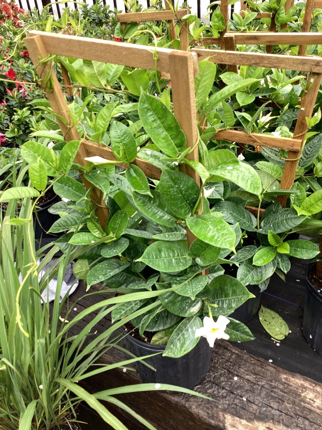 3GAL Mandevilla Bride's Cascade White Trellis