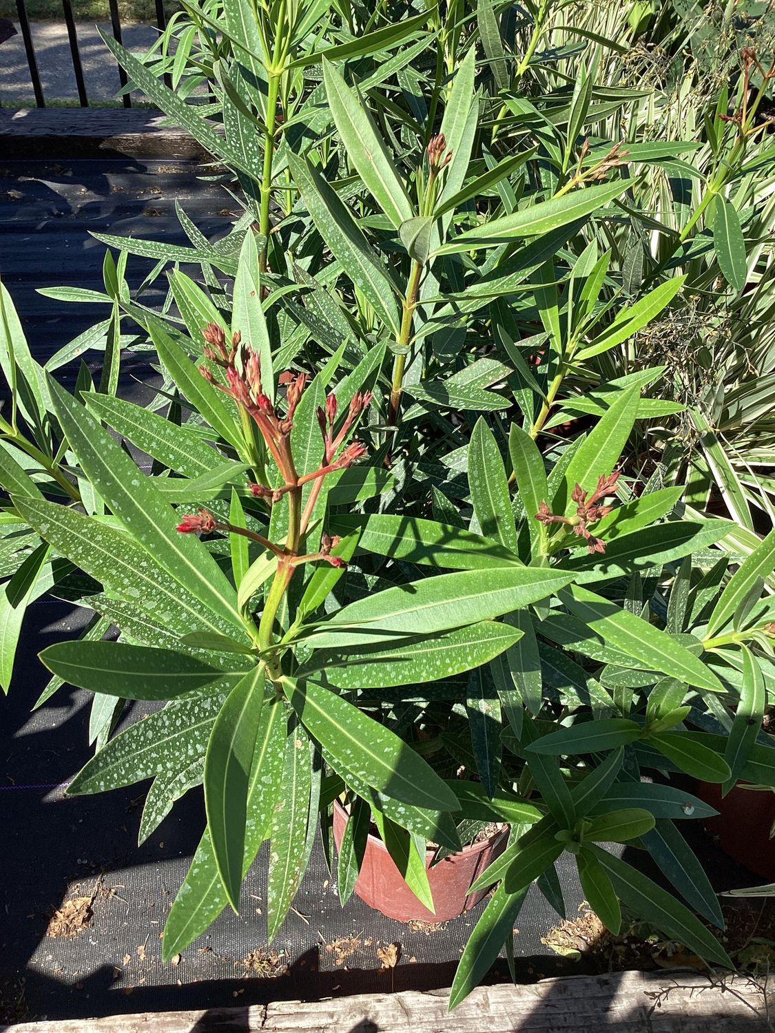 3GAL Oleander Pink Bush