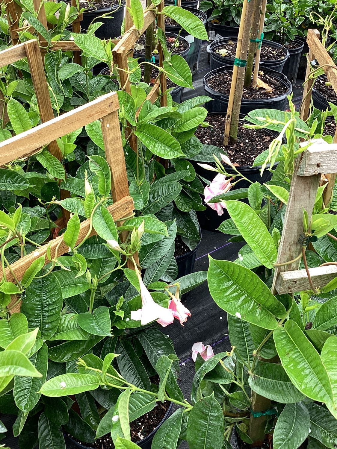 3GAL Mandevilla Giant Dark Pink Trellis