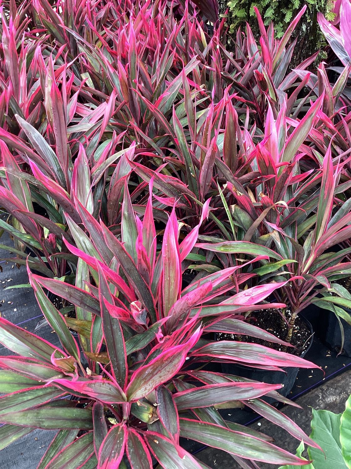 3GAL Cordyline Red Sensation