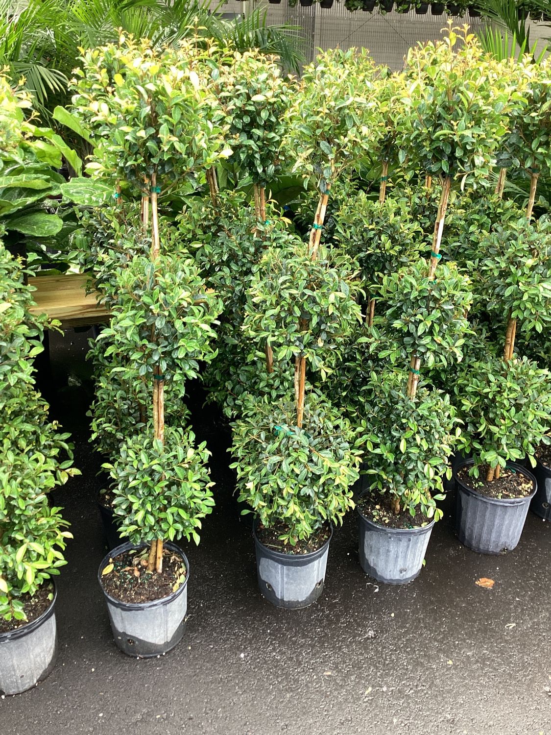 3GAL Eugenia Three Balls