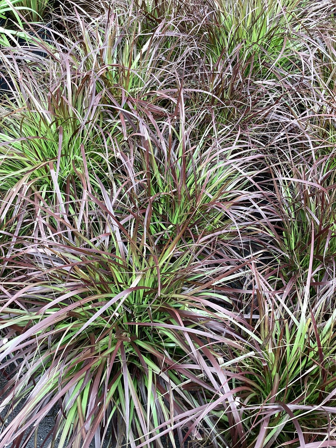 3GAL Fountain Grass Red