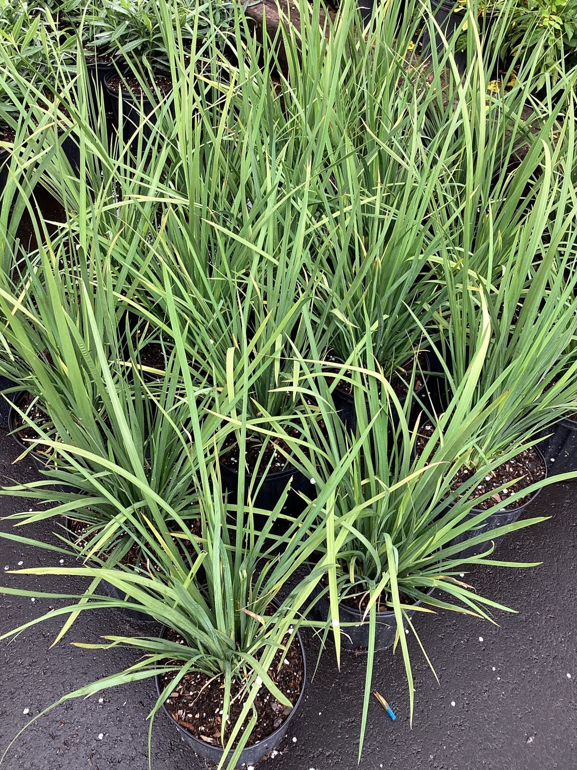 3GAL Iris African Yellow