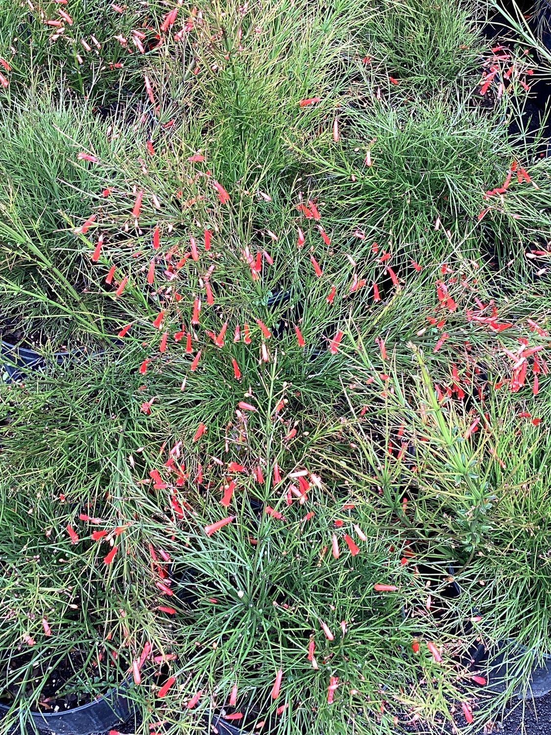 3GAL Firecracker Bush