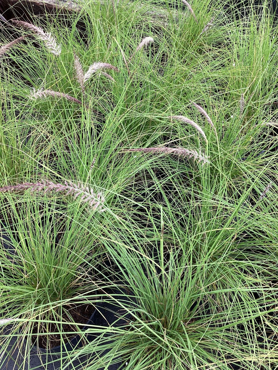 3GAL Fountain Grass White