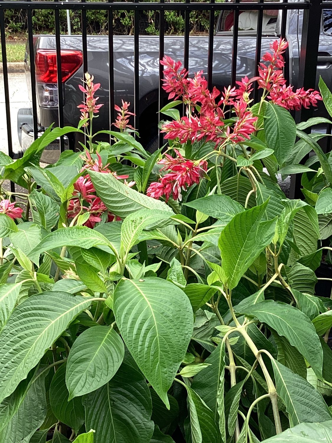 3GAL Brazilian Cloak