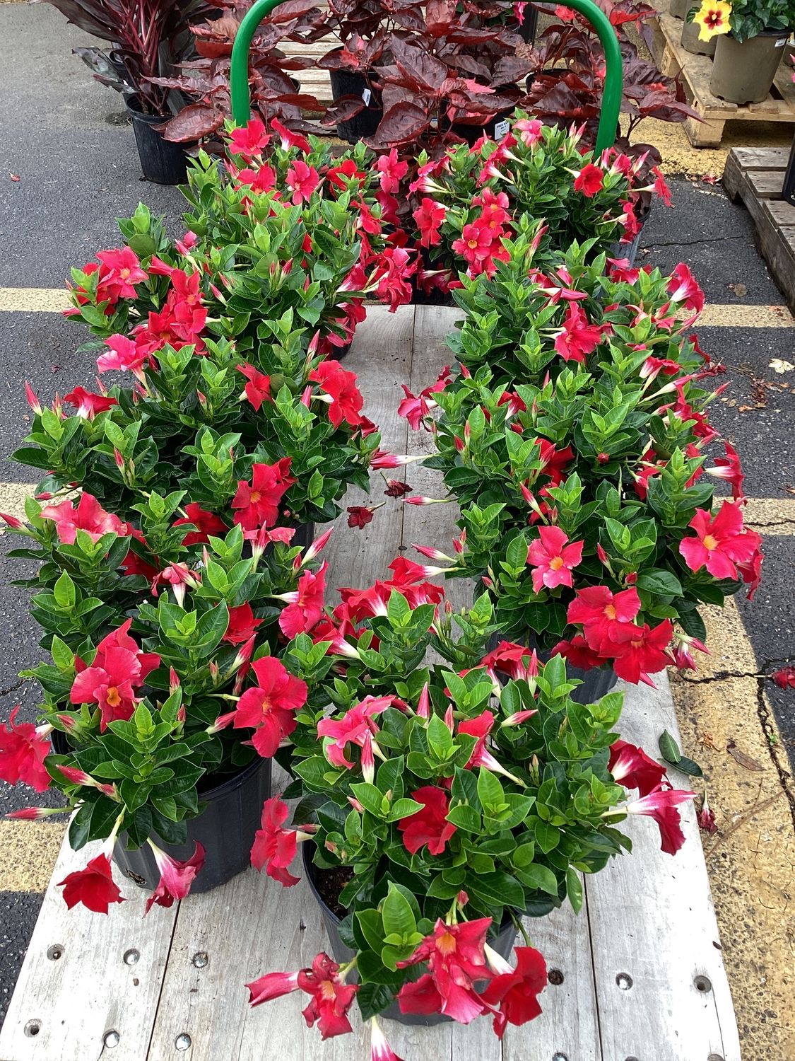 3GAL Dipladenia Bush (Red, White, Pink or Purple)
