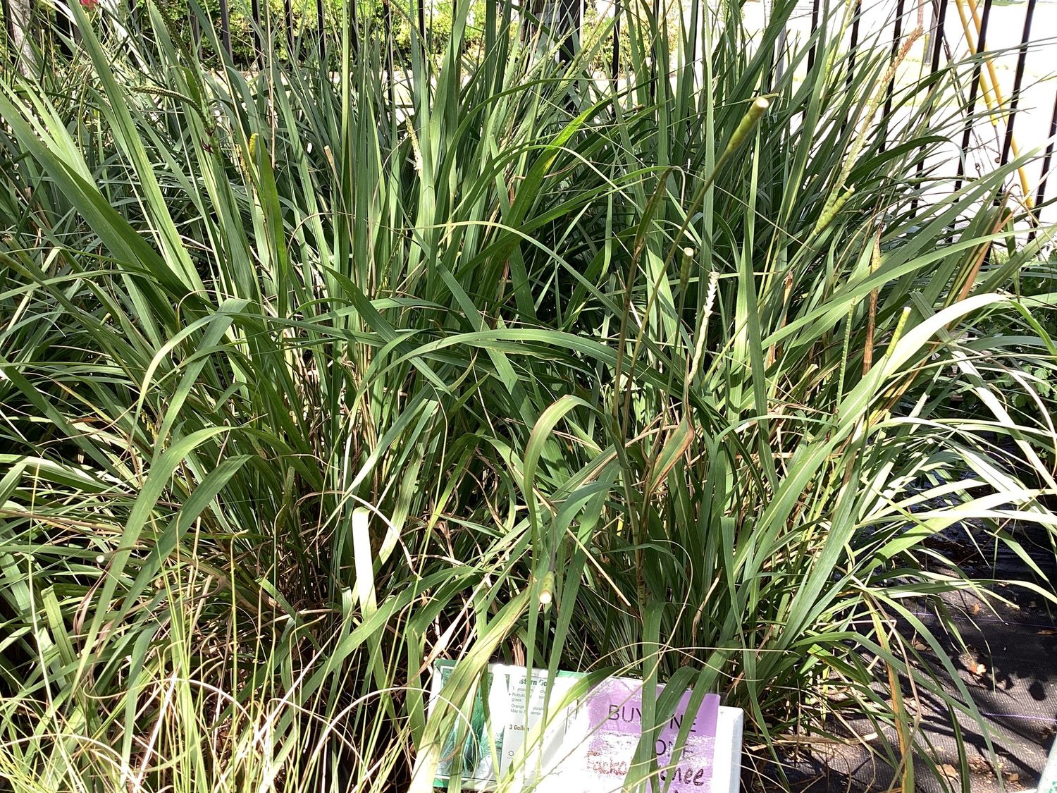 3GAL Fakahatchee Grass Regular