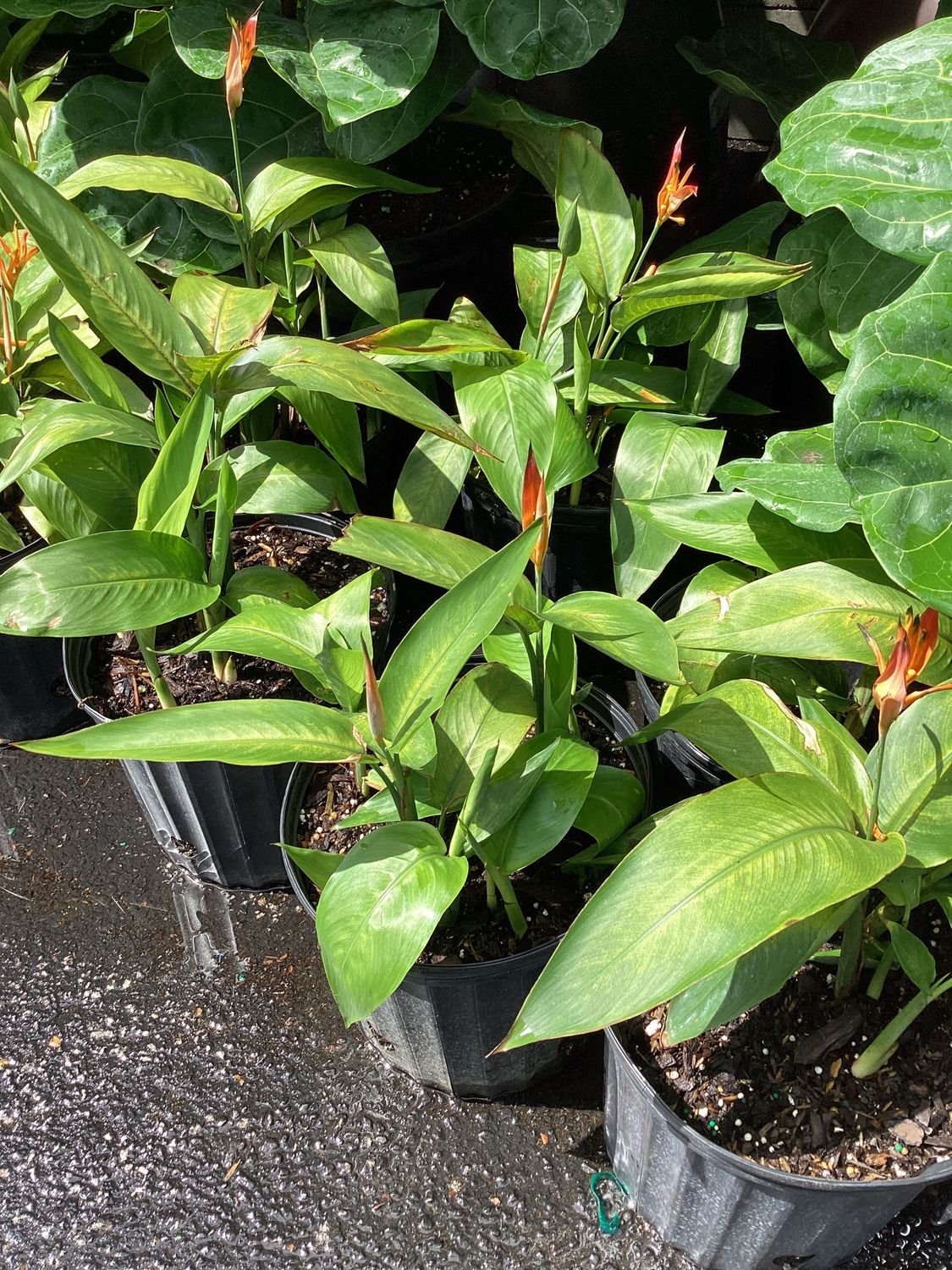 3GAL Heliconia Choconiana Dwarf