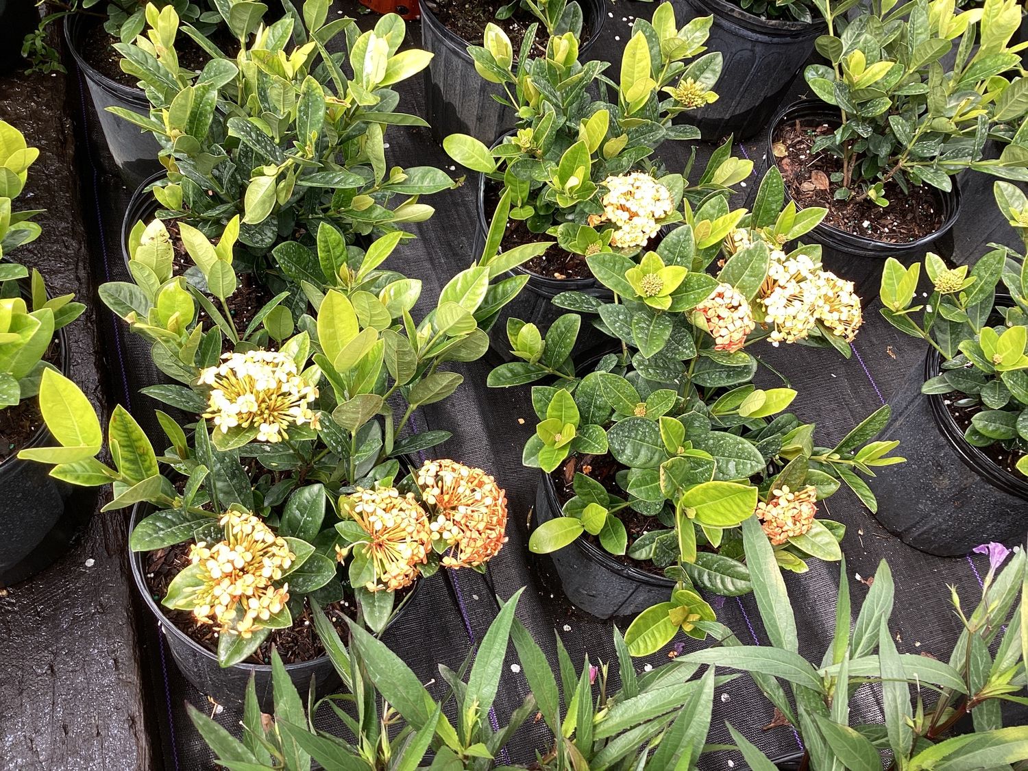 3GAL Ixora Maui Yellow