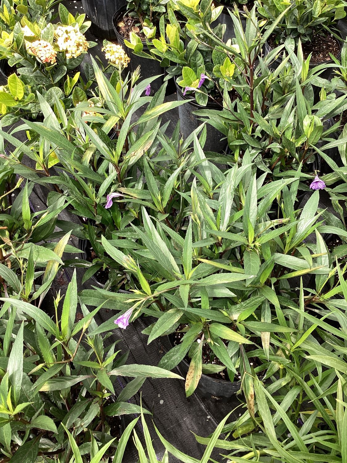 3GAL Ruellia Purple Showers