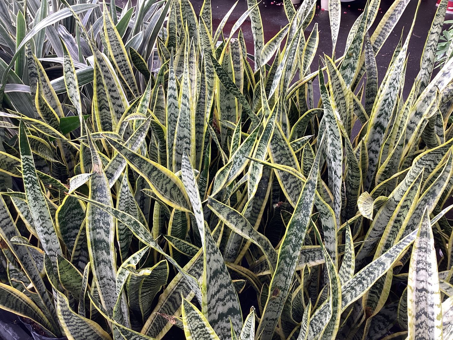 3GAL Sansevieria Laurentii (Yellow Edged) Snake Plant