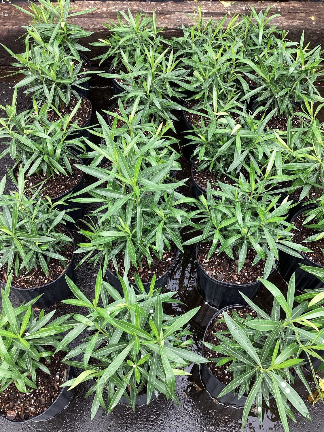 3GAL Oleander Red Bush