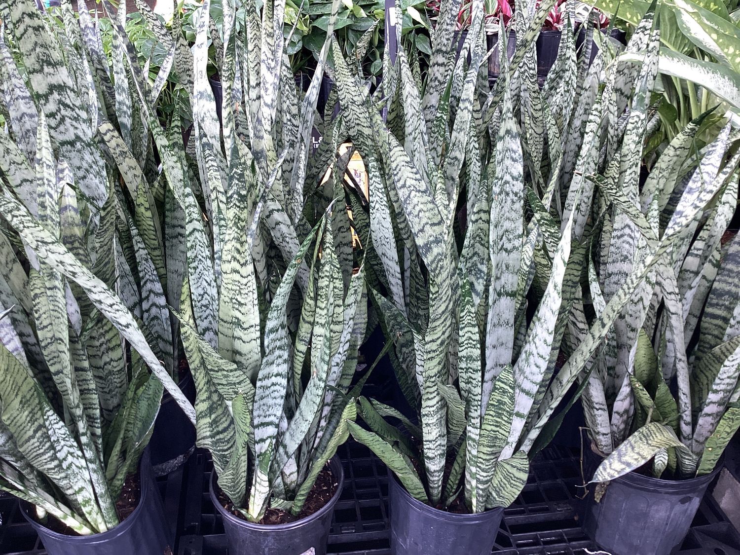3GAL Sansevieria Zeylanica (Green Edged) Snake Plant