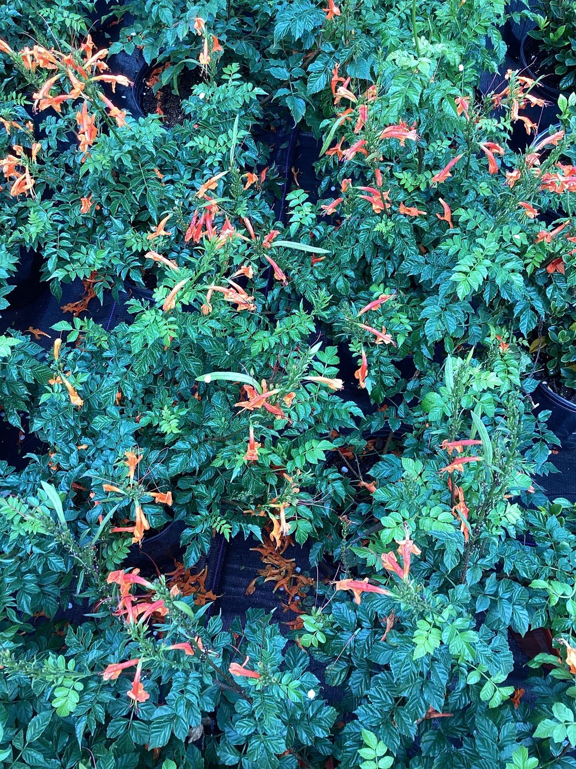 3GAL Tecomaria Red/Orange Bush &quot;Cape Honeysuckle&quot;