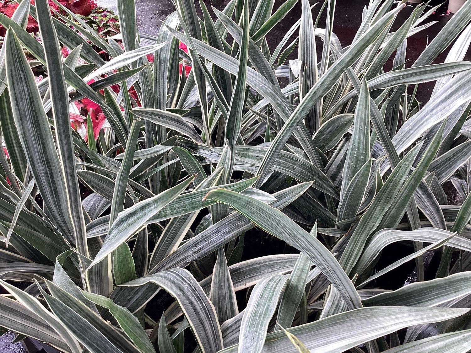 3GAL Sanseveria Sayuri