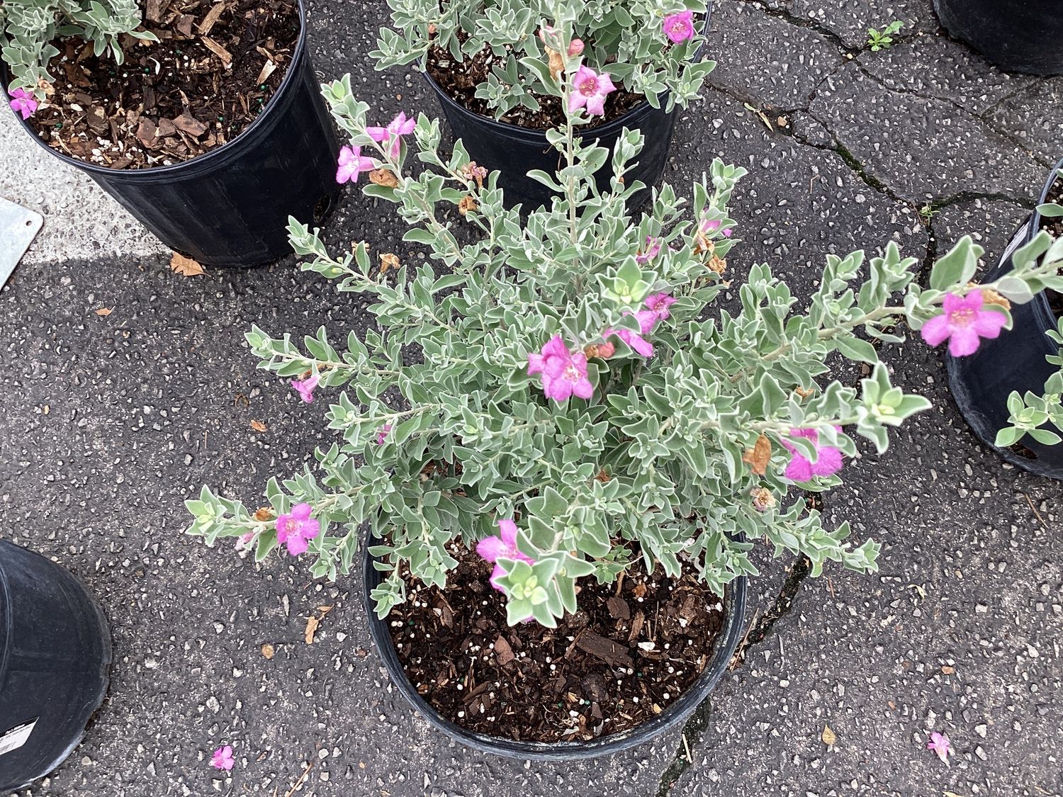 3GAL Texas Sage Silver
