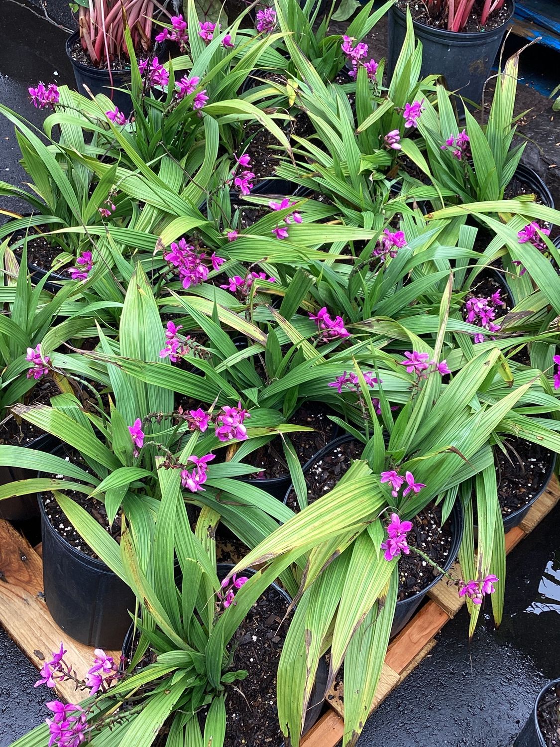 3GAL Spathoglottis Purple Passion