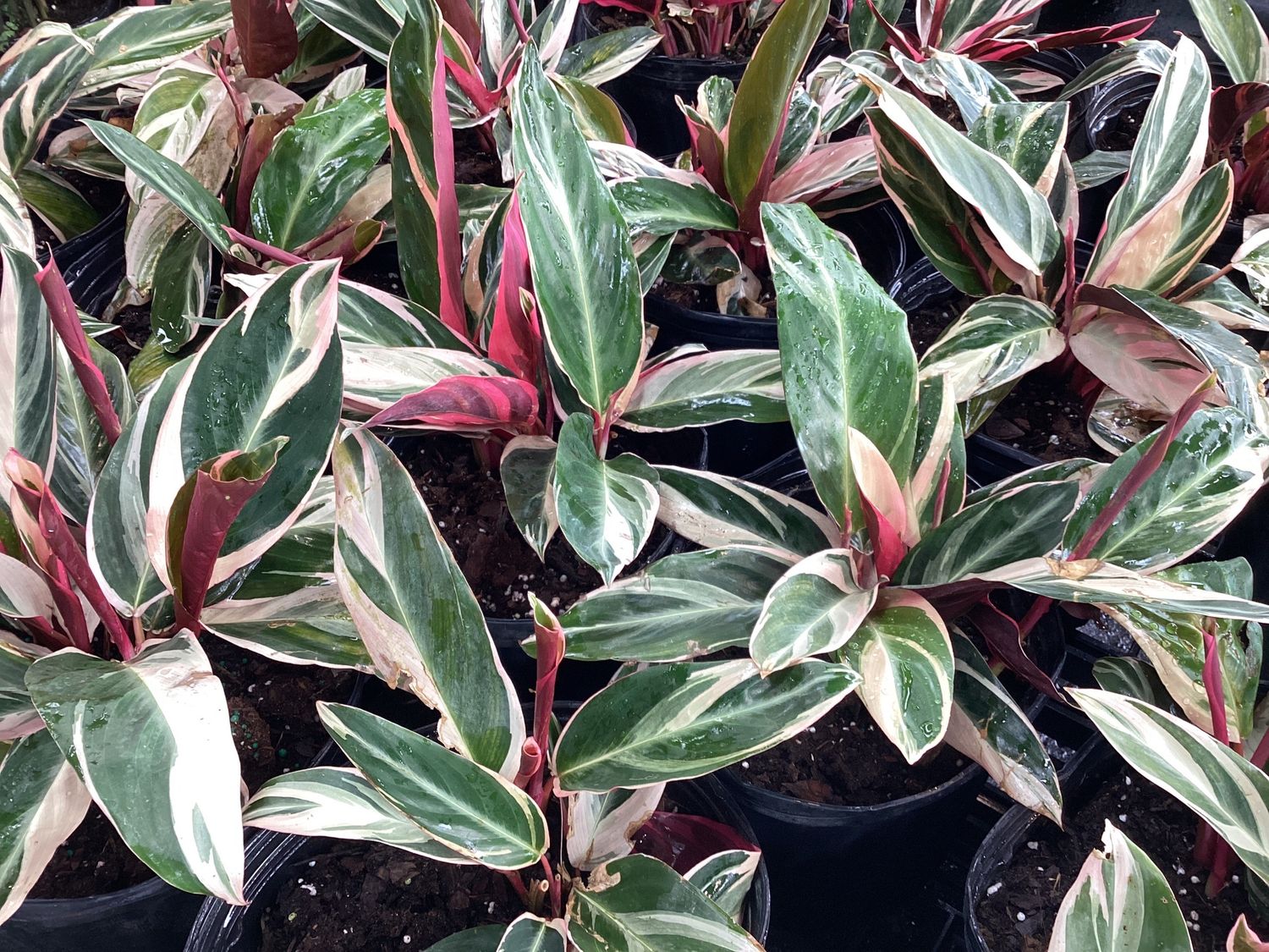 3GAL Stromanthe Triostar