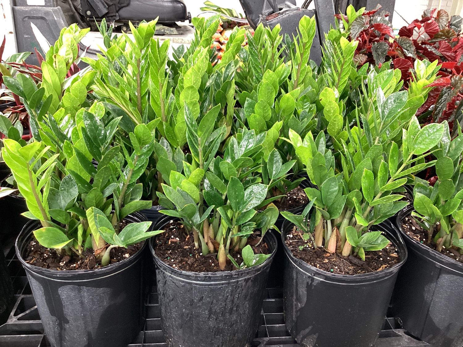 3GAL Zamioculcus ZZ Plant