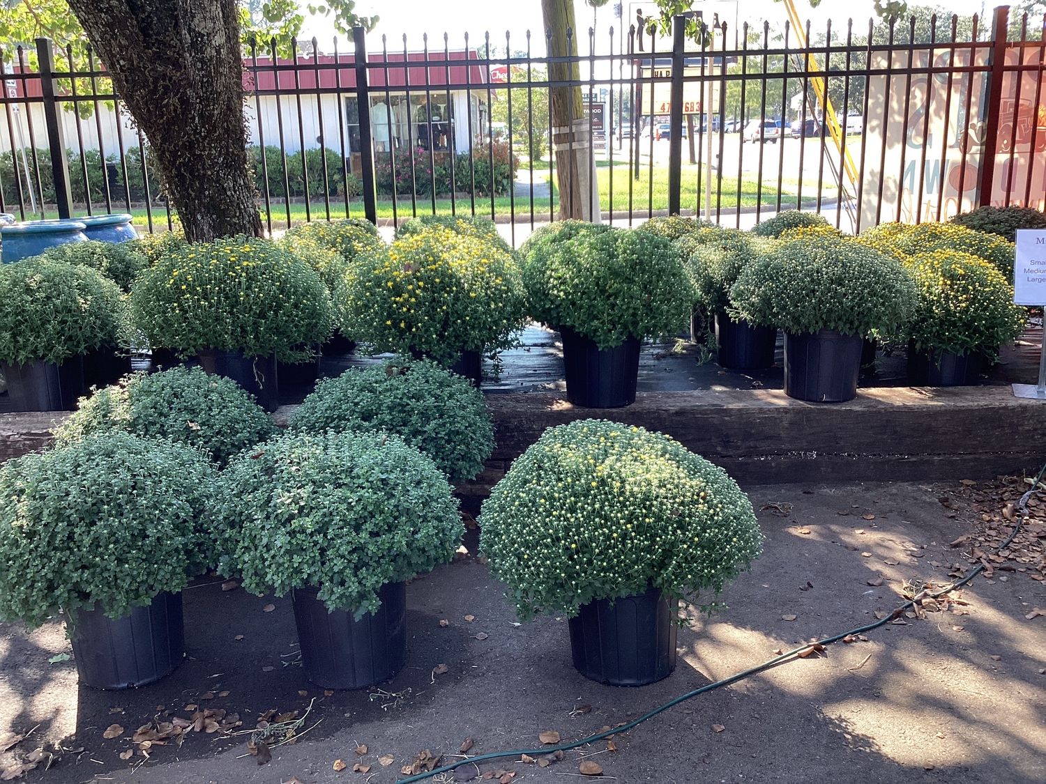 5Gal Garden Mum - Large