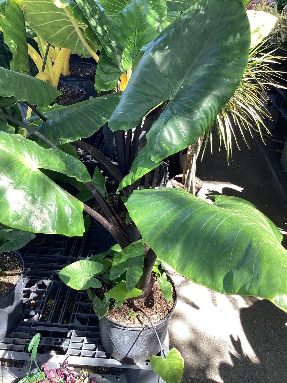 7GAL Alocasia Black Stem