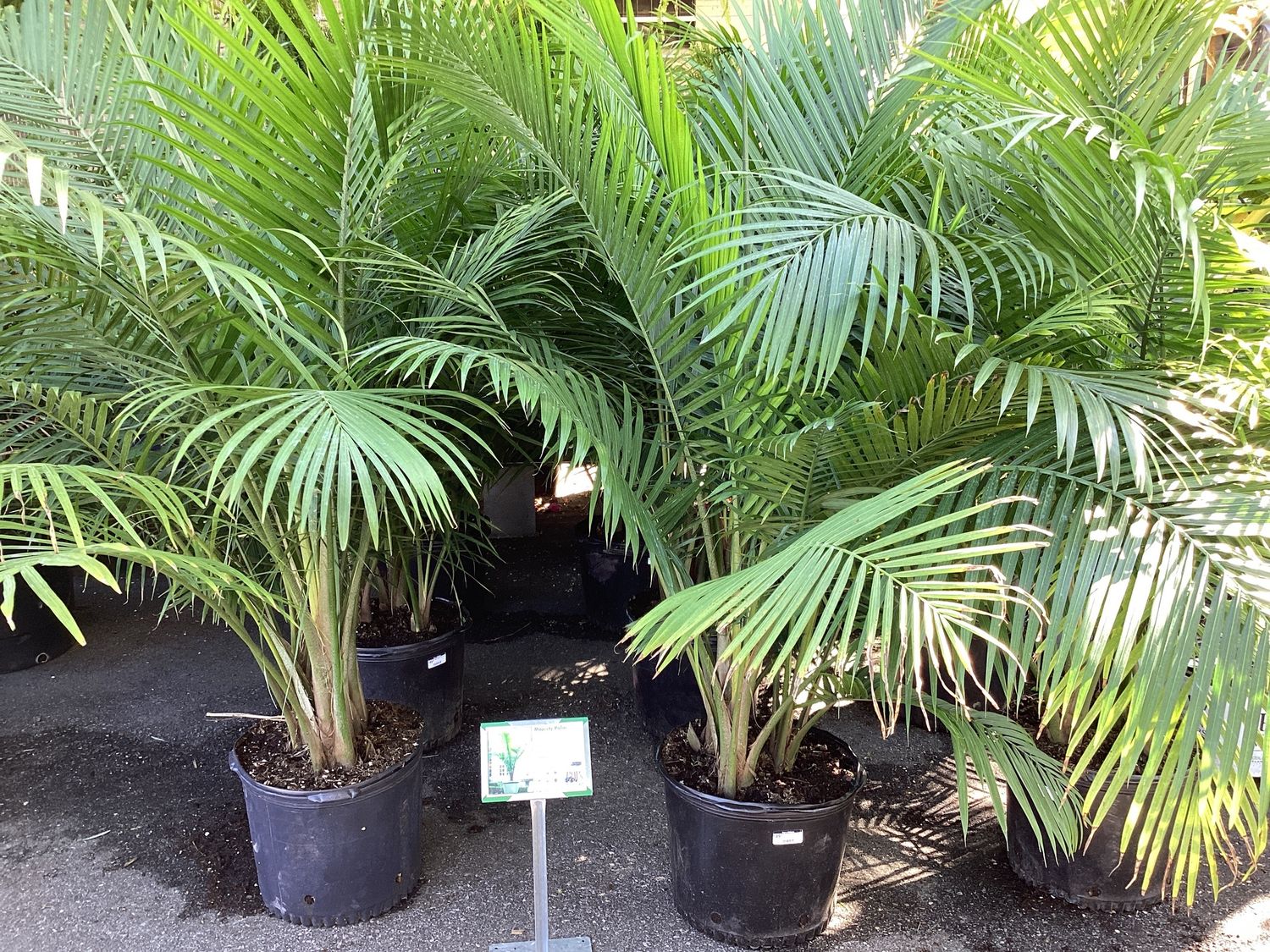 7GAL Majesty Palm Multi