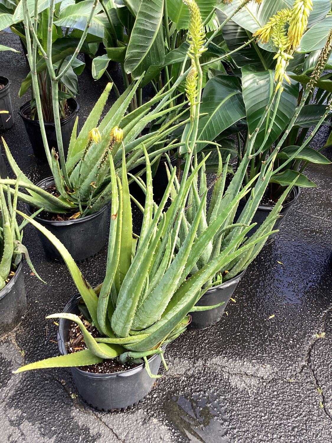 7GAL Aloe Vera