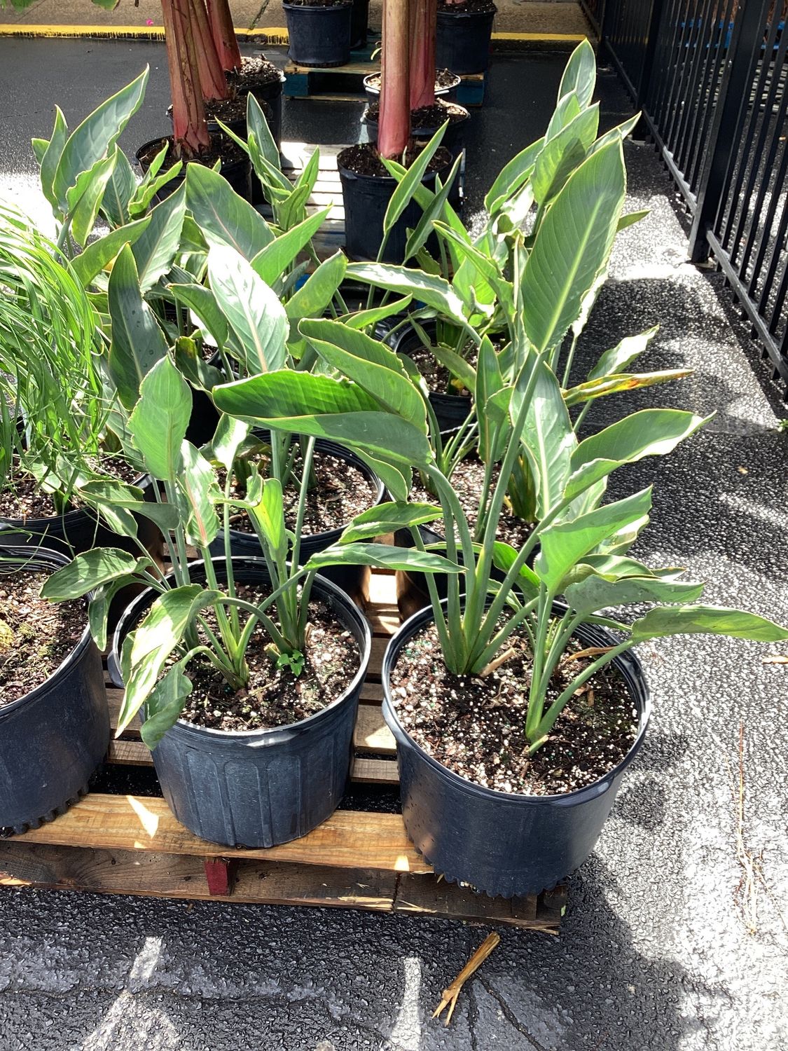 7GAL Bird of Paradise Orange