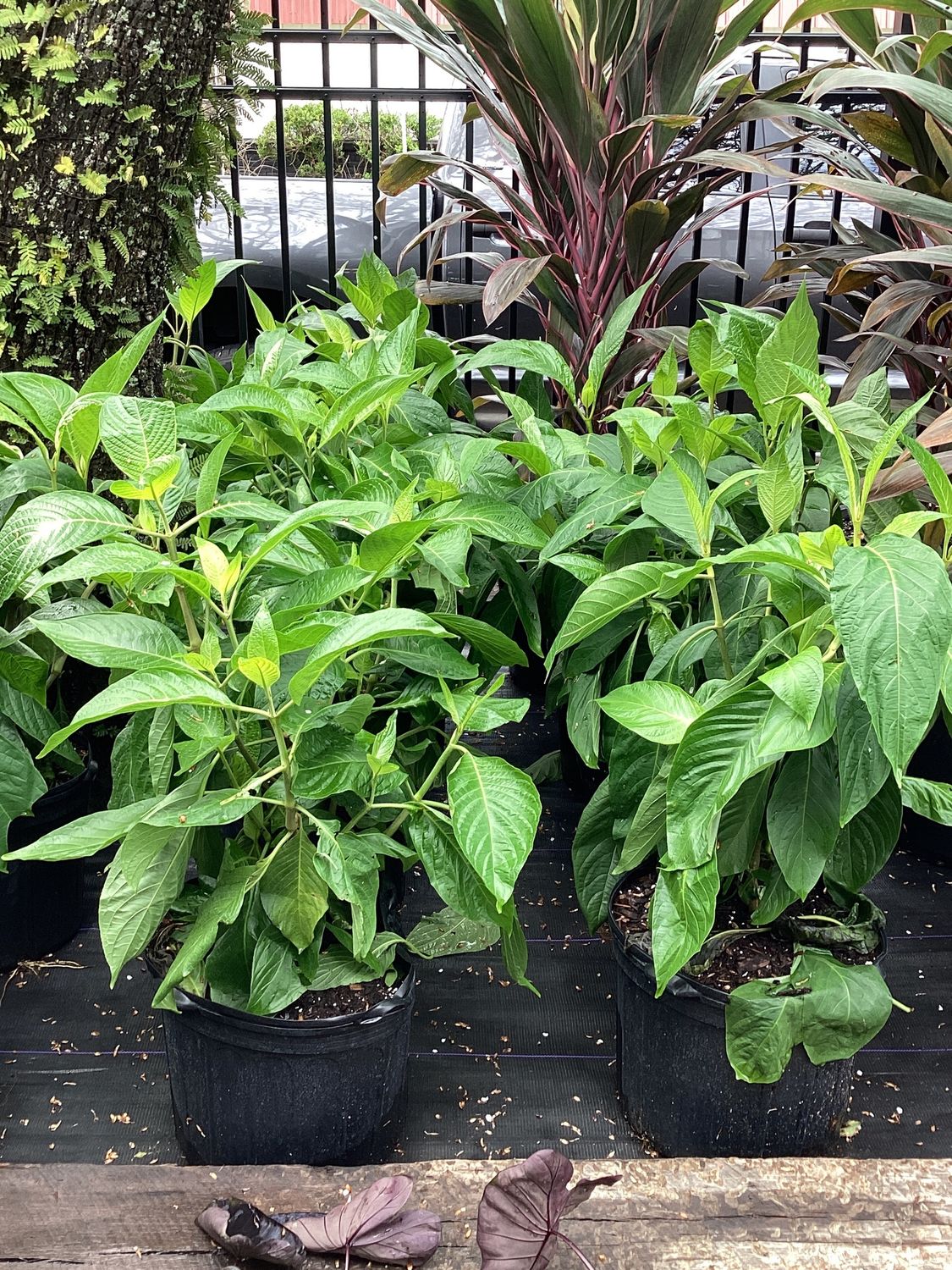 7GAL Brazilian Cloak