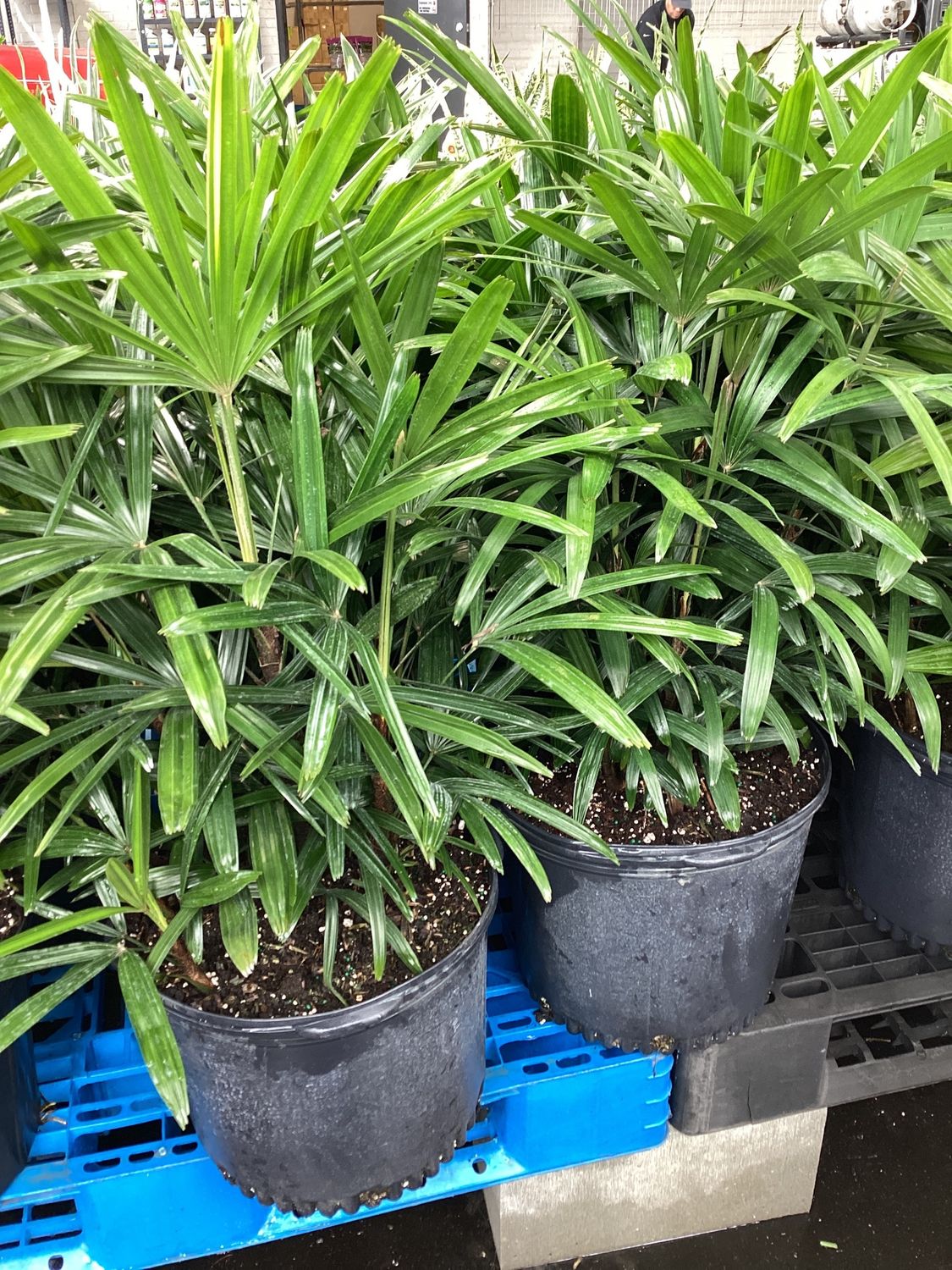7GAL Rhapis Lady Palm
