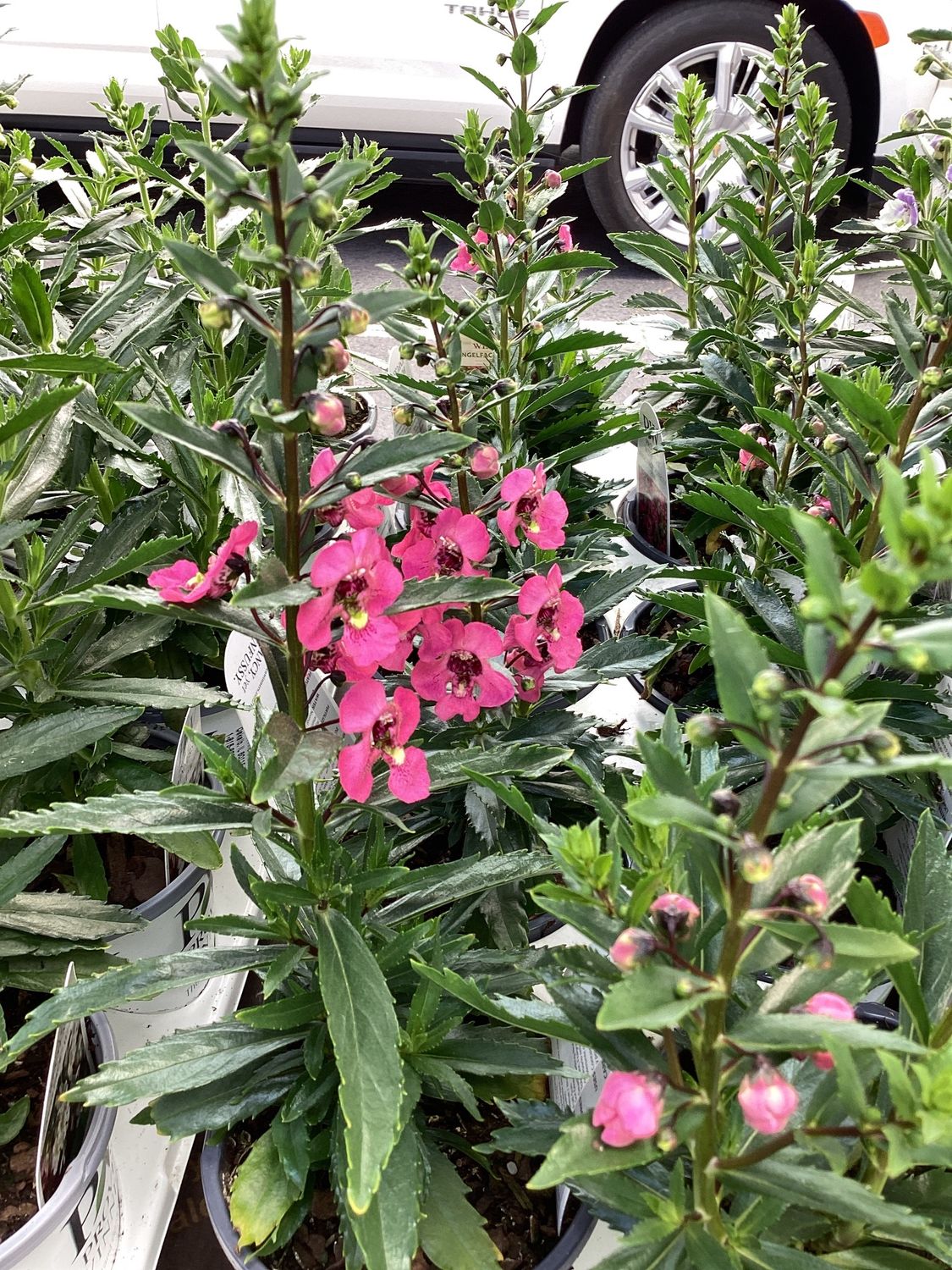 Angelonia "Perfectly Pink" 1Q PW