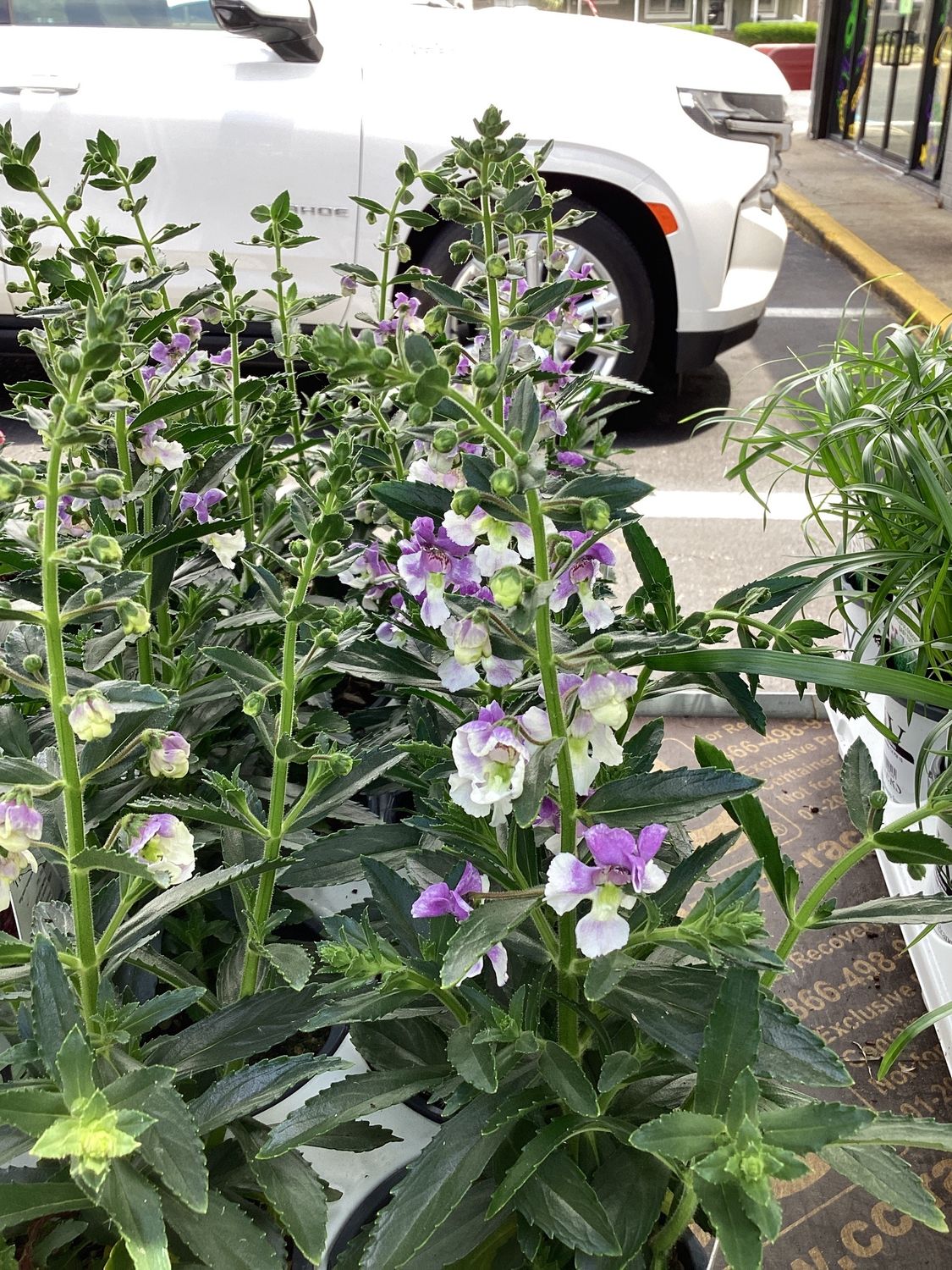Angelonia "Wedgewood Blue" 1Q PW