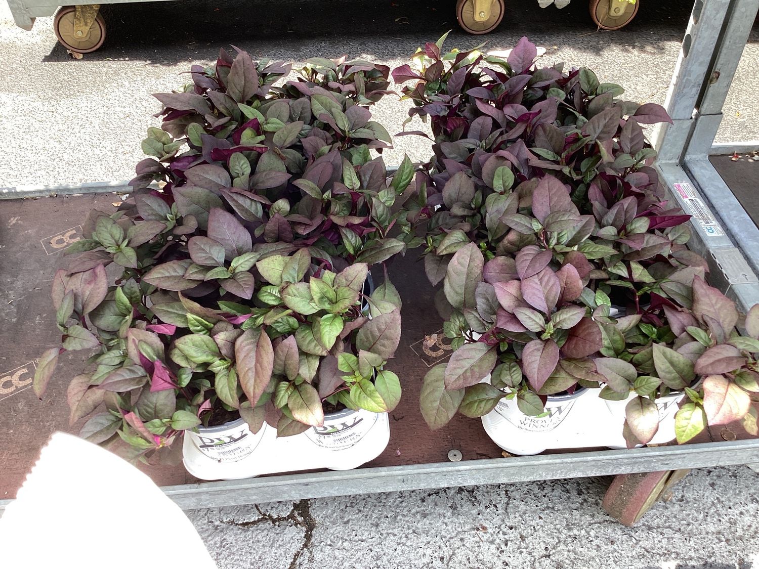 Alternanthera "Plum Dandy" 1Q PW