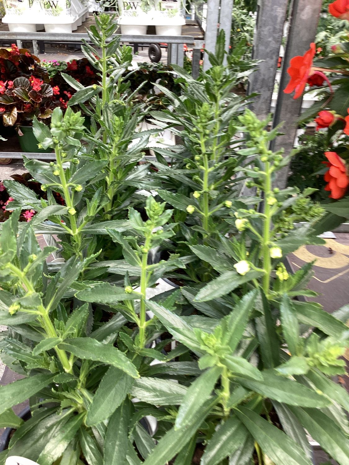 Angelonia "White" 1Q PW