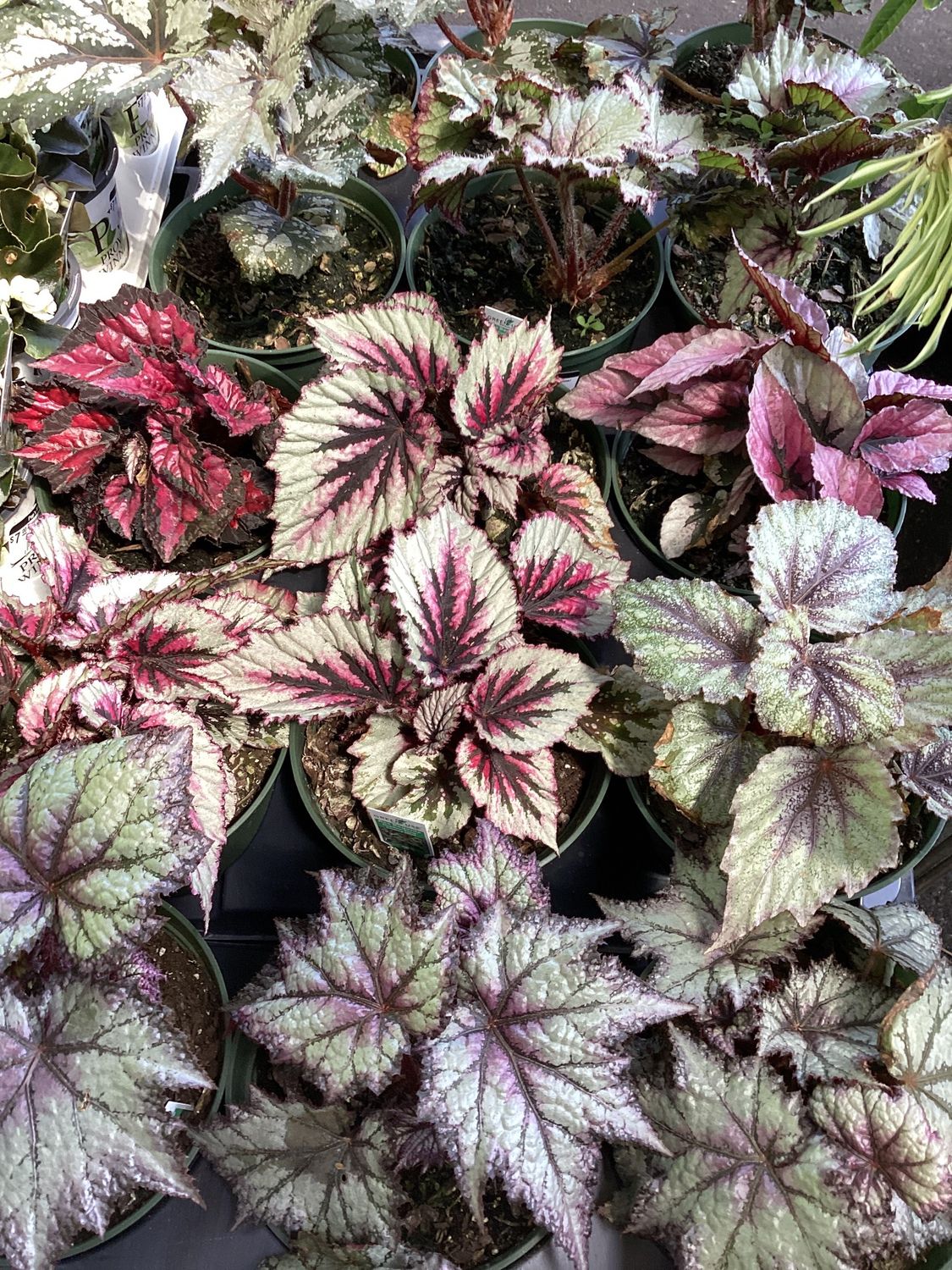 Begonia Rex 6" Container