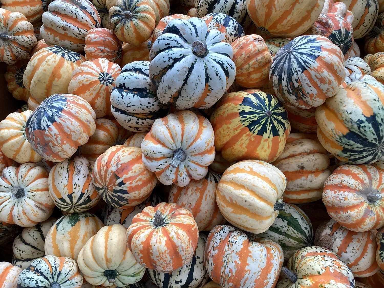 Celebration Acorn Squash 10 for $1
