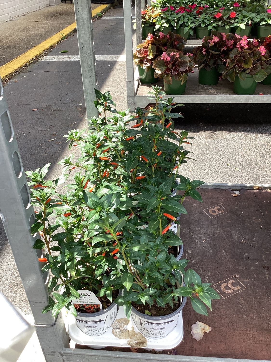 Cuphea Vermillionaire 1Q PW