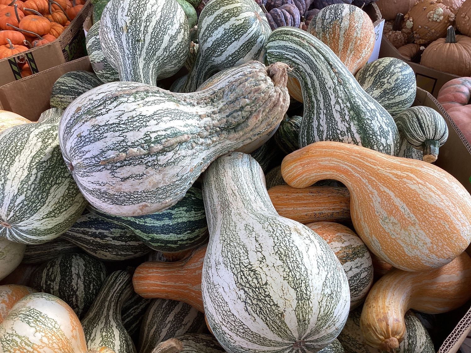 Cushaw Squash