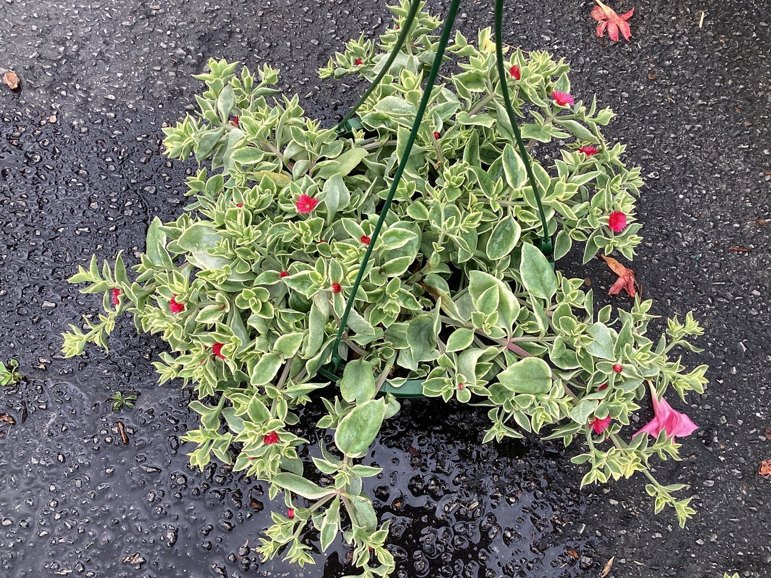 Dorotheanthus Variegated 10&quot; Hanging Basket