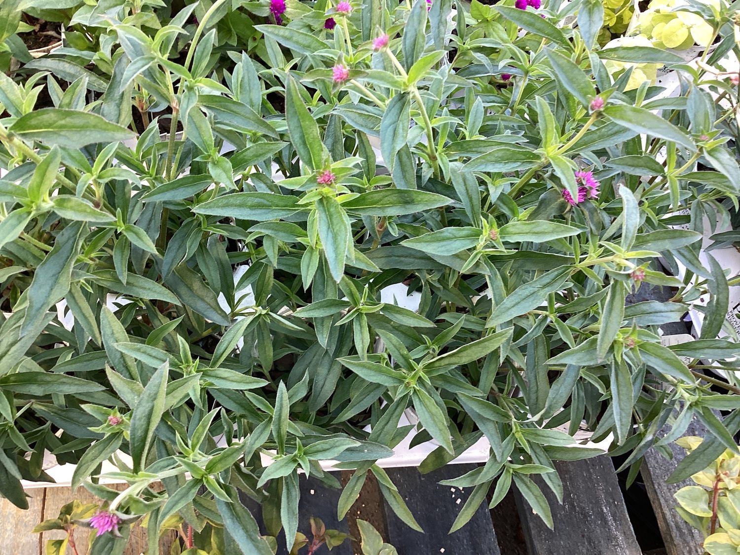 Gomphrena Truffula Pink Proven Winners