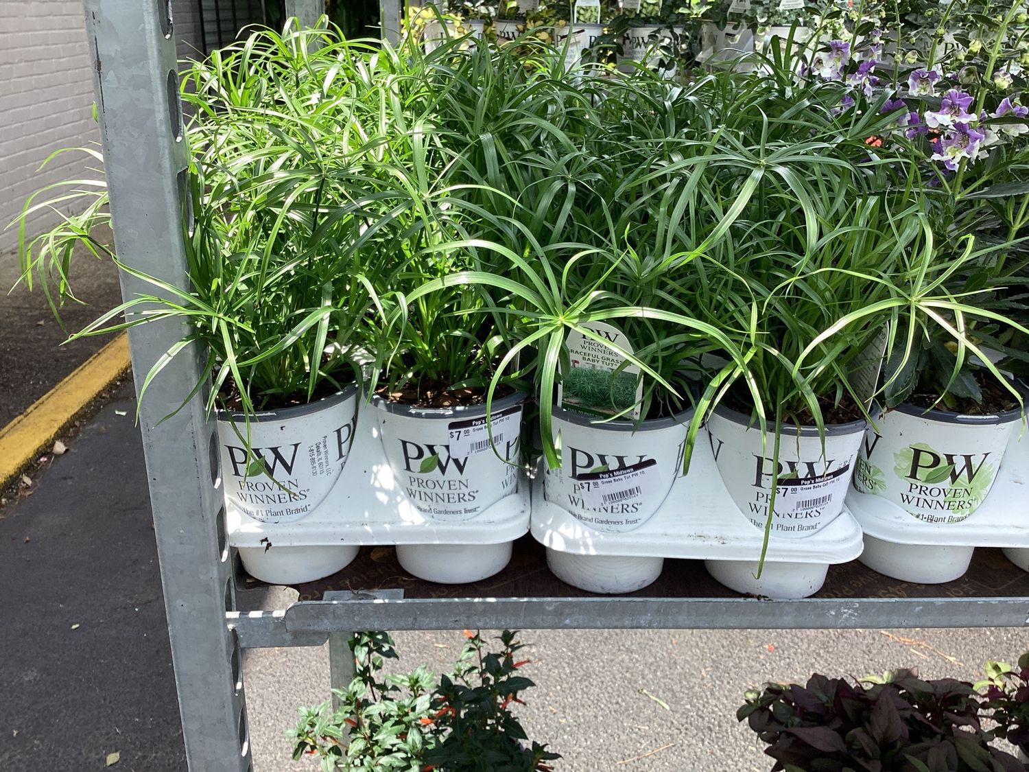 Grass Baby Tut PW 1Q