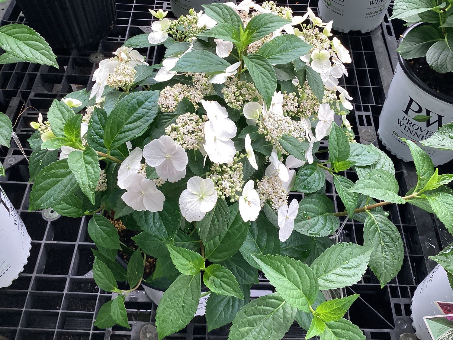 Hydrangea x. Fairytrail Bride 2G PW
