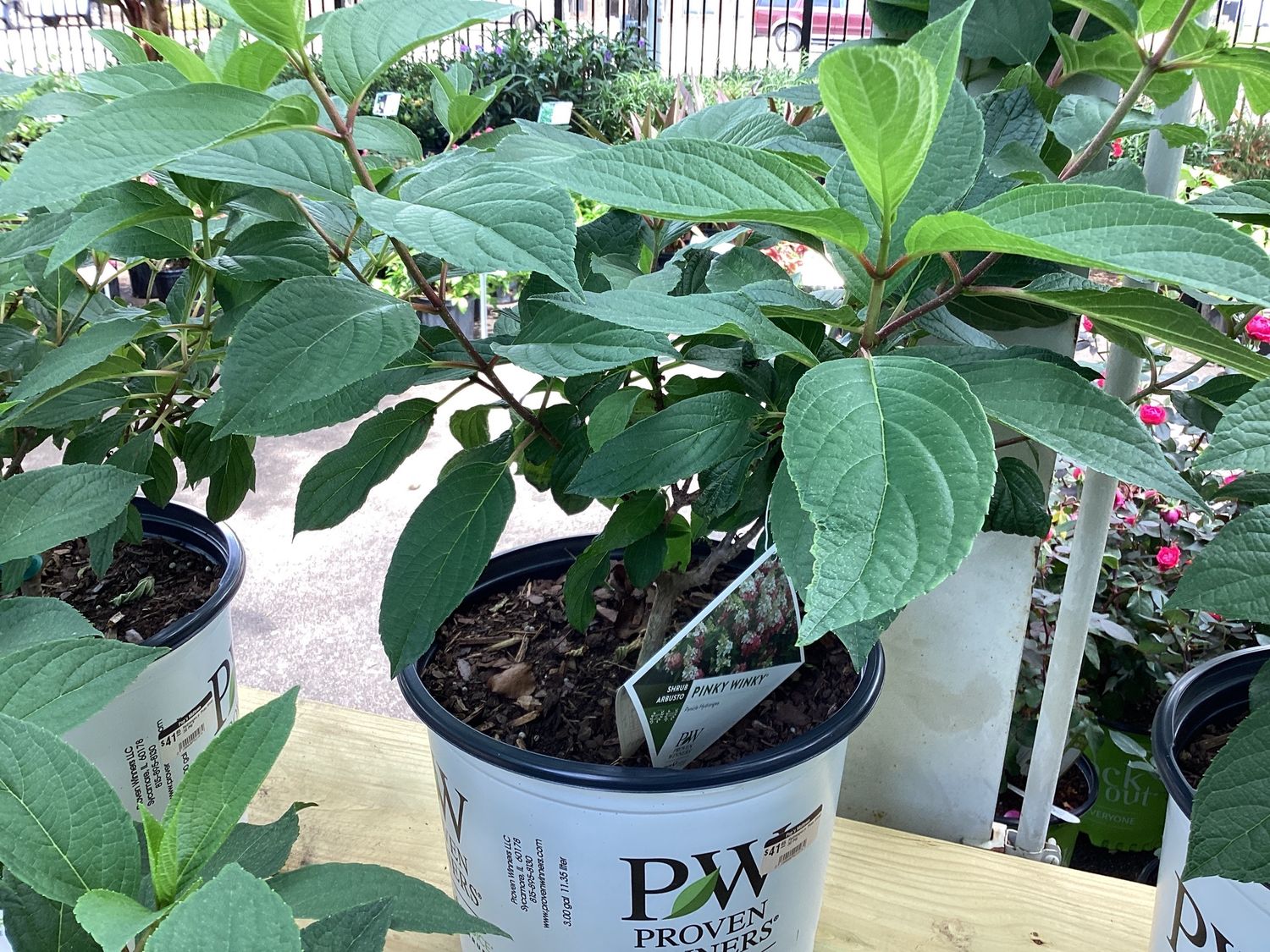 Hydrangea p. Pinky Winky 3G PW