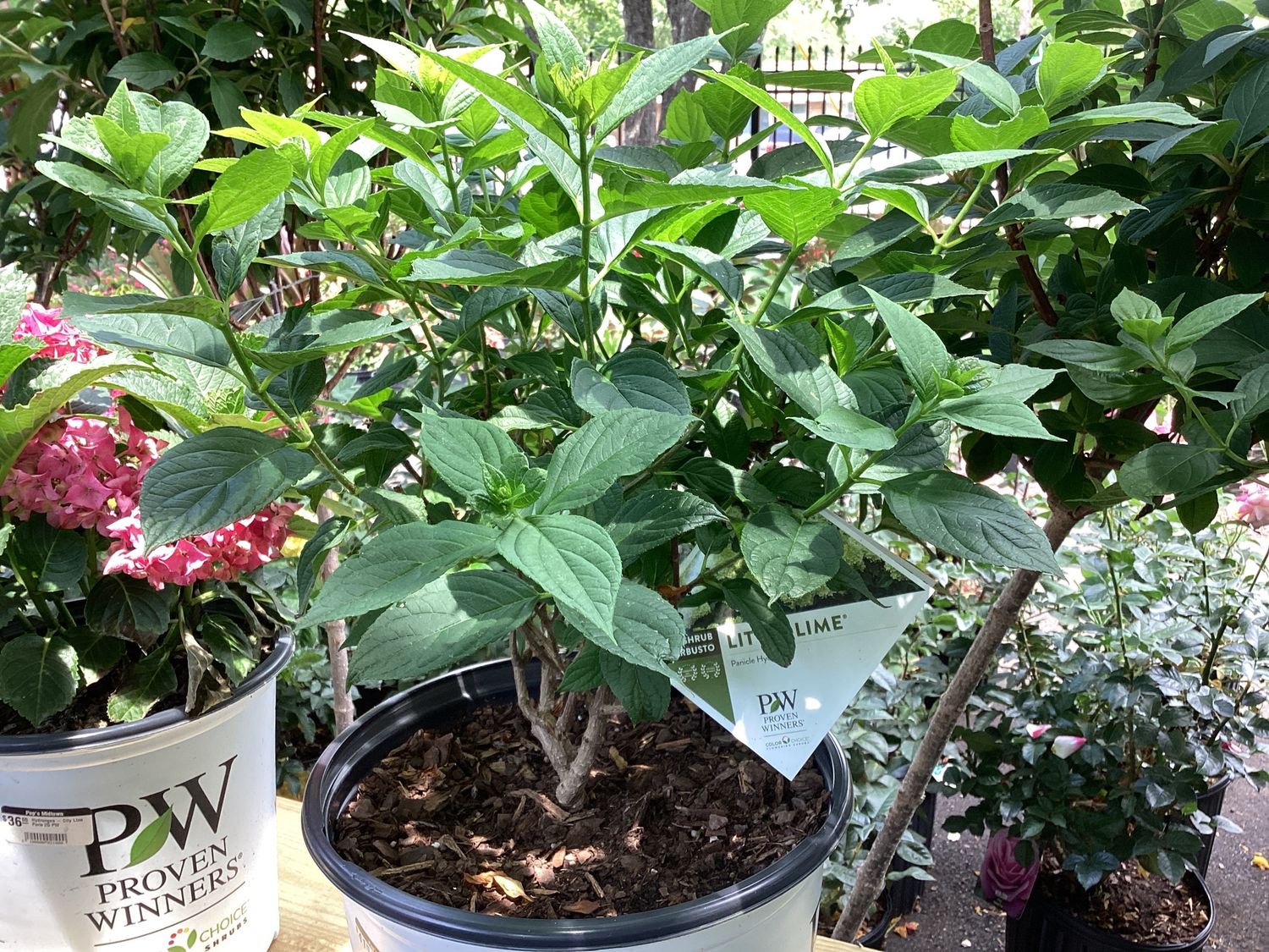 Hydrangea p. Little Lime 3G PW