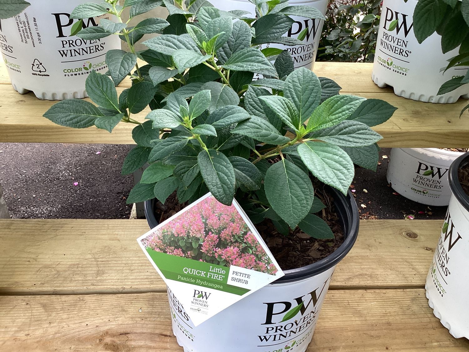 Hydrangea p. Little Quick fire 3G PW