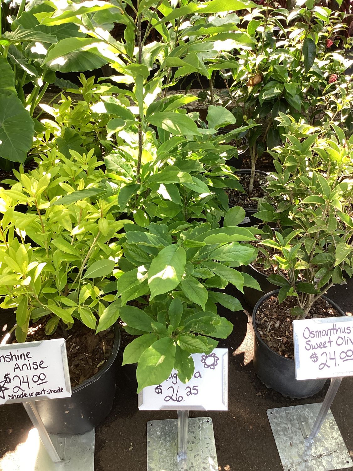 Japanese Magnolia 7GAL