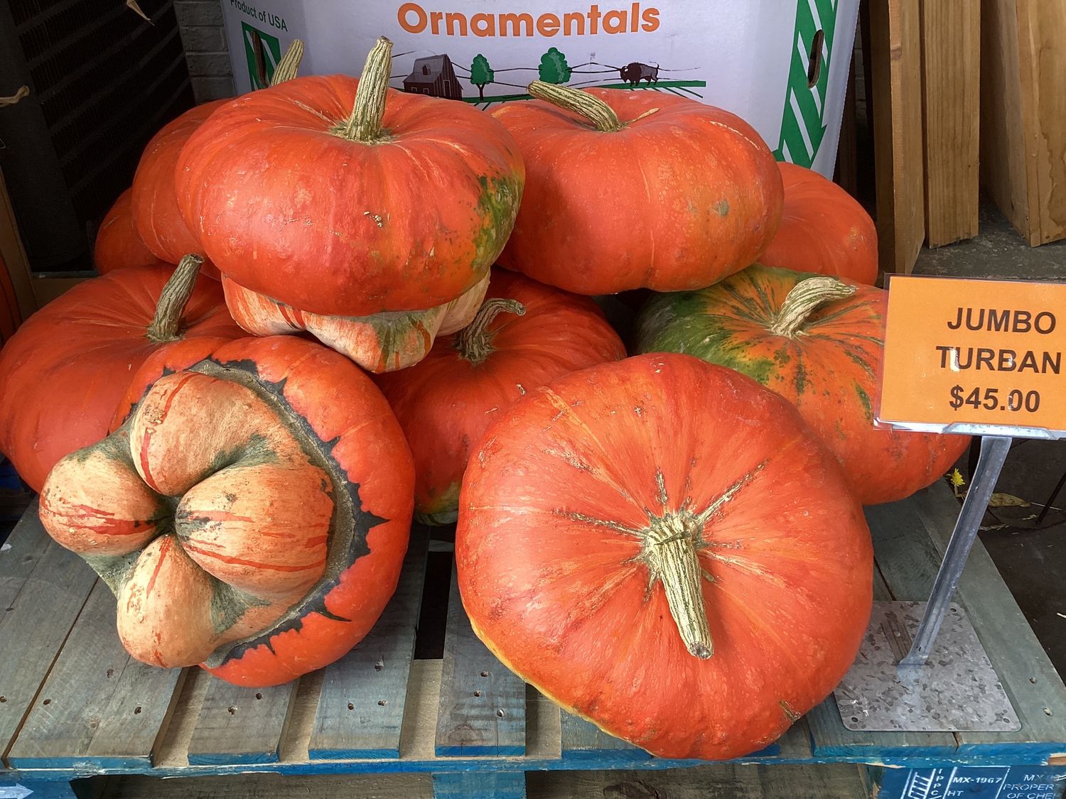 Jumbo Turban Pumpkin