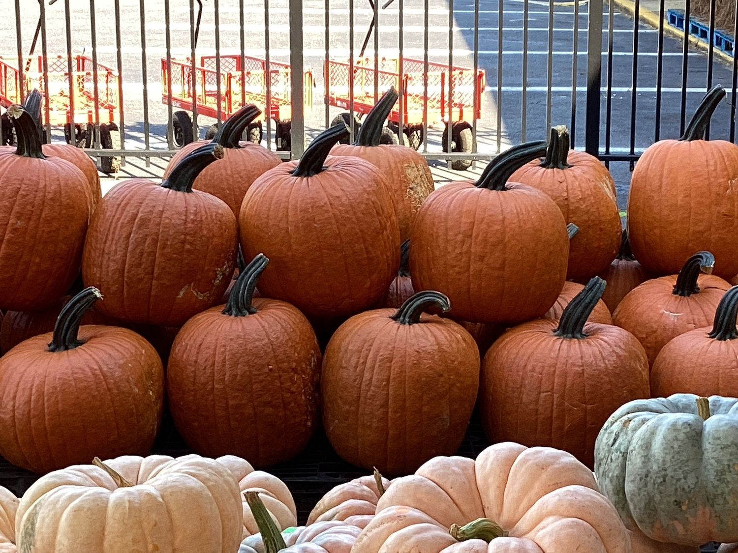 Large Carving Pumpkin